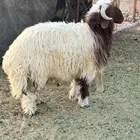 للبيع ذبايح نعيم بلدي من البر شي فاخر