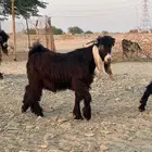 تيس مشروع فحل عارضي صنف