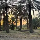 نخل للبيع طول 7 متر