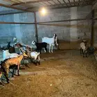 معزاء مشكله قزمي بنات وعل ومشروك وهولندي