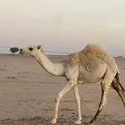 حاشي