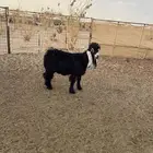 مشروع فحل عارضي