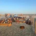 سواكن للبيع العدد 96 الإعمار 7 اشهر
