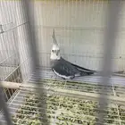 زوج كروان هولندي