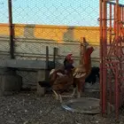 دجاج باكستاني