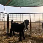 تيس ذبح جزل ونظافه
