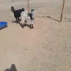 عنز ثنيه طيبه