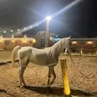 حصان واهو للبيع