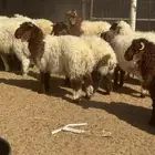 خرفان نعيم