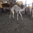 قعودين