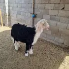 للبيع نجدي فحل طيب بالحيل