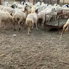 رخال مهجن حري