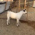 مشروع فحل بيشي فاخر ( تم البيع )