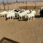 طليان حريات ونجد