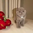 قطط سكوتش فولد للبيع