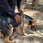 كلاب جيرمان شبرد اقبل بدل ب انثى جيرمن