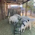 للبيع خرفان كرامات ووسط وثلاجه