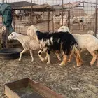 غنم