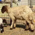 شياه نعيم مطافيل