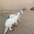 2- سواكن مرابي 4 شهور جذعان