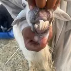 غنم لبيع
