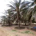 نخل خيبري وصقعي للبيع
