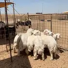 ذبايح زواجات ذبايح ثلاجه