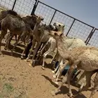 للبيع حشو تربيه
