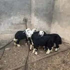 لاتفوتك خرفان نجديه بسعر اقل