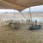 حري في جده طليان ذبايح مناسبات ذبائح زواج ثلاجه