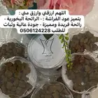 اوقية عود الفراشة ذو رائحة بخوريه وثبات
