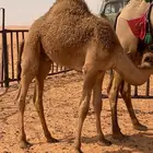 حشو