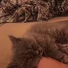 قطه