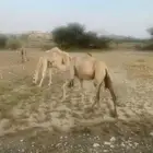 ابل للبيع الموقع بارق