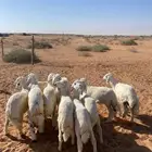 بهم حري تم البيع