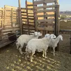 ذبائح حريه ثلاجه ومناسبات