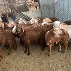 غنم سواكن للبيع