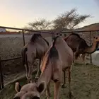 ثلاث قعدان بلدي