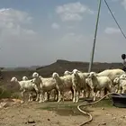 غنم