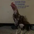 للبيع ديك ميوالي