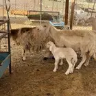 غنم حريات اربعه معها اربعه