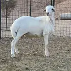 خروف مغل فل شحم