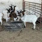 معز غزم العدد 7