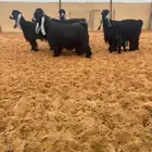 للبيع معزا عوارض فواخر