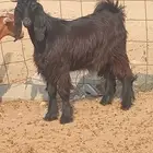 تيس كفو للبيع