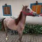 للبيع مهرتين و مهر