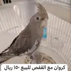 طير كروان