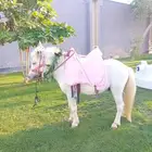 مهرجه ومنظمين فعاليات صقارين نساء ورجال