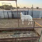 مشروع فحل جدع ماهد في الحلال