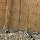 للبيع طيور الهدهد العدد 2
